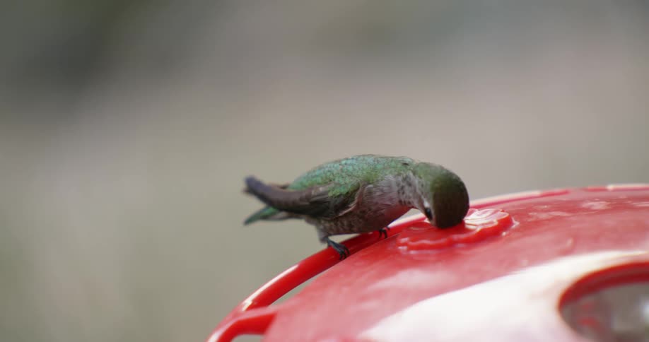 Hummingbird plunge its beak on a feeder hanging outdoors