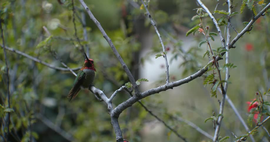 Hummingbird standing on the branch of a tree takes flight