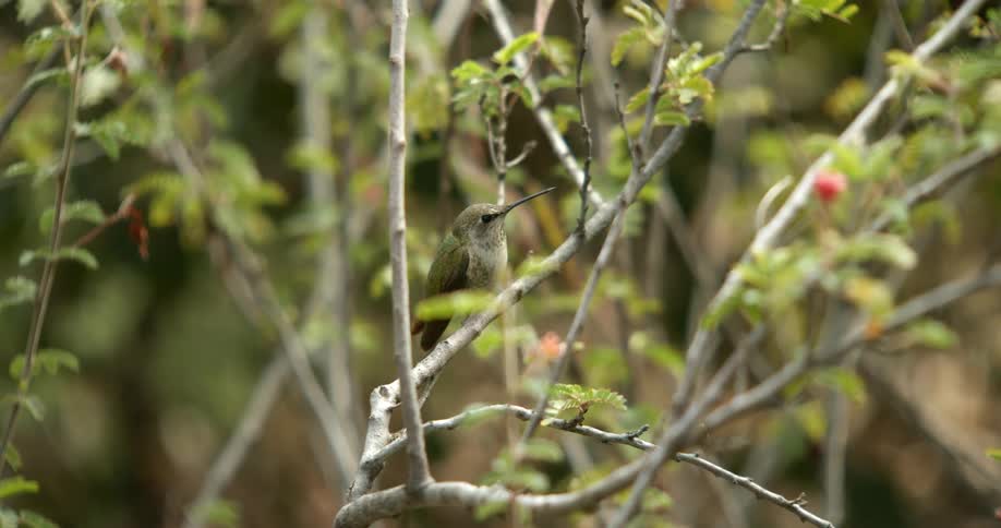 Hummingbird standing on the branch of a tree takes flight