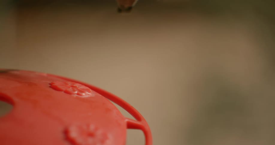 Flying hummingbird plunge its beak on a feeder hanging outdoors