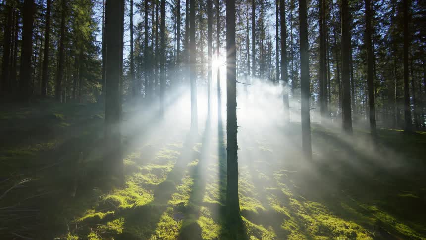 An FPV drone shot floating through a foggy forest lit dramatically by the sun