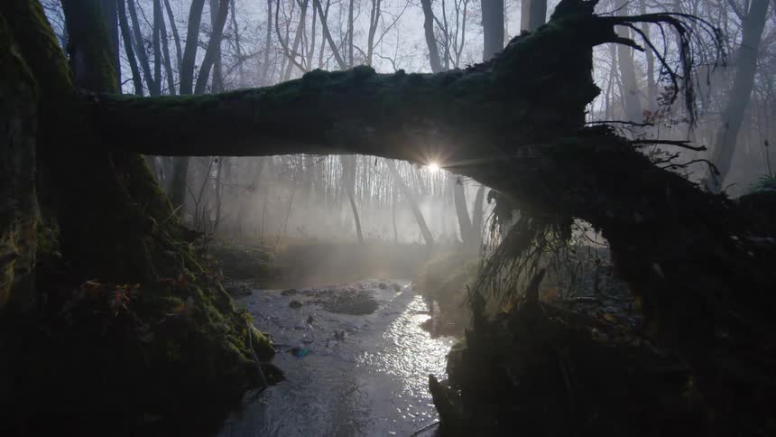 An FPV drone shot floating along a stream running through a foggy forest as the sun shines brightly through the trees