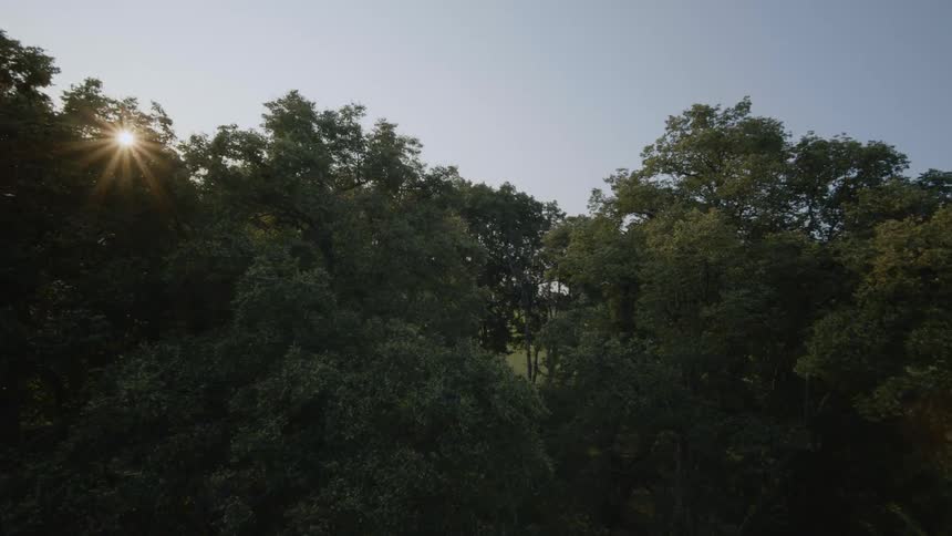 An FPV drone speeding through trees and a grassy area near a mountain