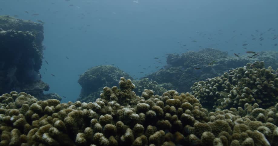 Schools of fish swim past the coral