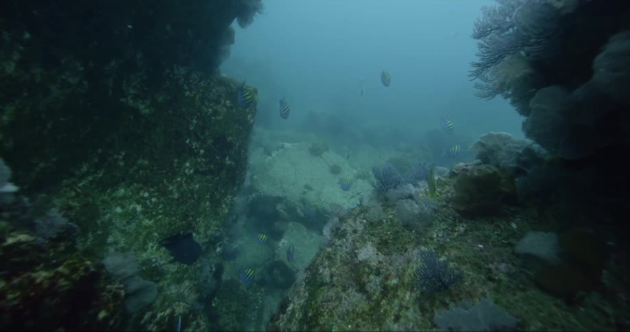Fish swim all around underwater