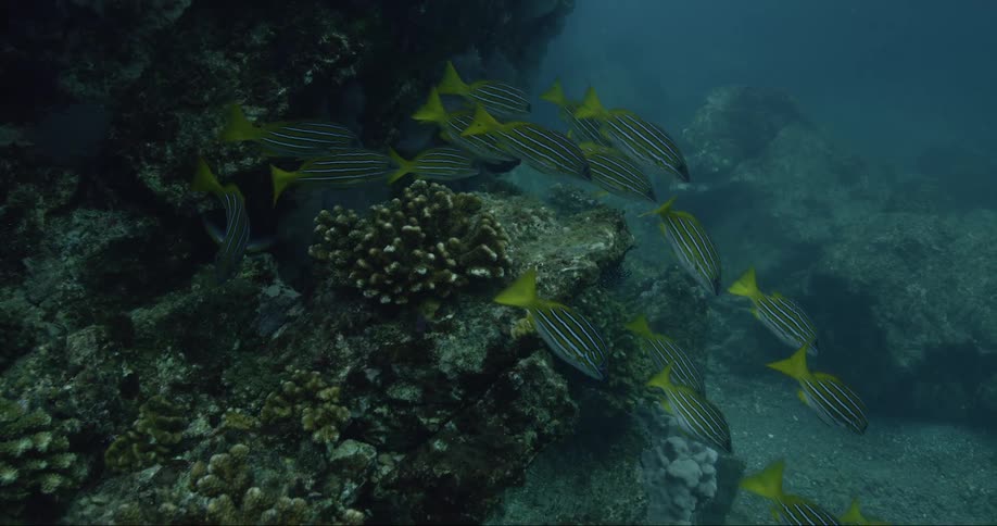 Fish swimming under water