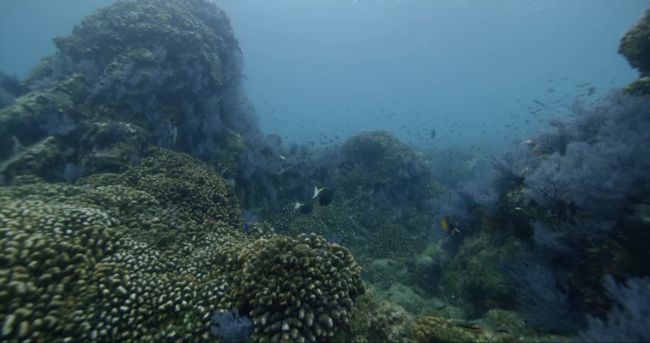 A view of under the ocean water in Baja California Sur, Mexico