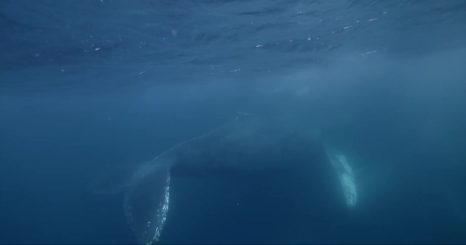 Whales swim through murky water just beneath ocean surface