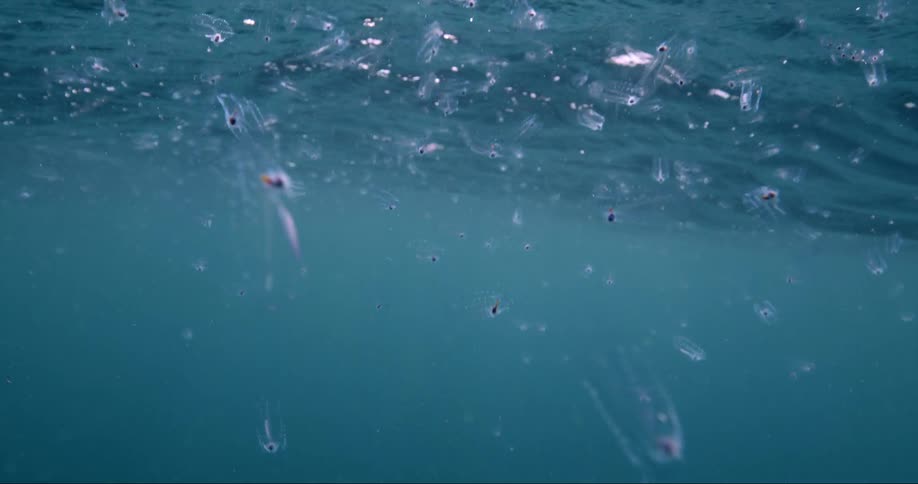 Aquatic animals are swimming in the ocean water
