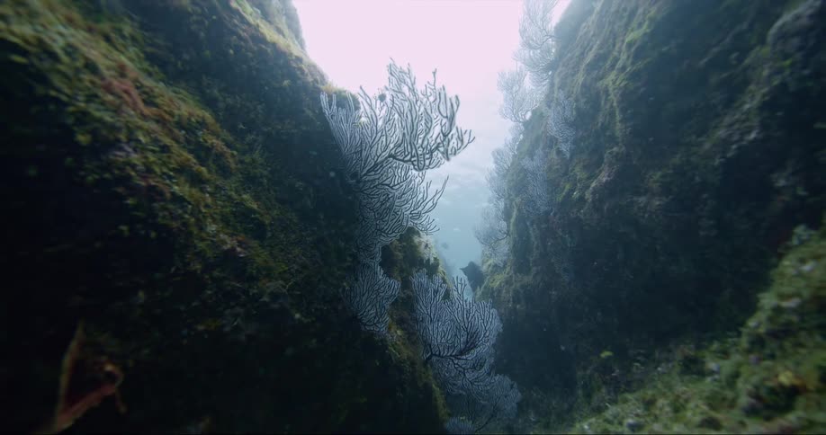 Fish swim next to coral reefs on large rocks underwater