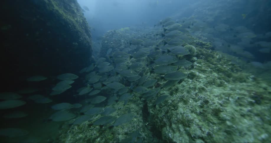 A school of fish swims near the sea floor during the day