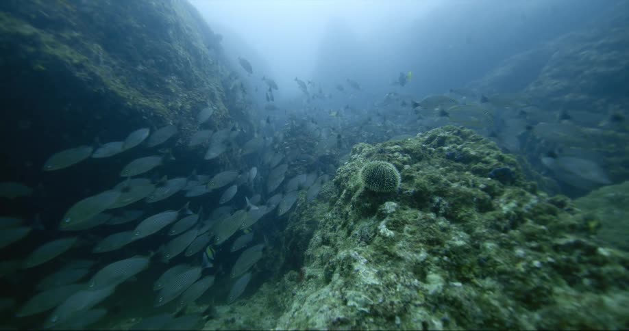 Underwater view of fish swimming in the water