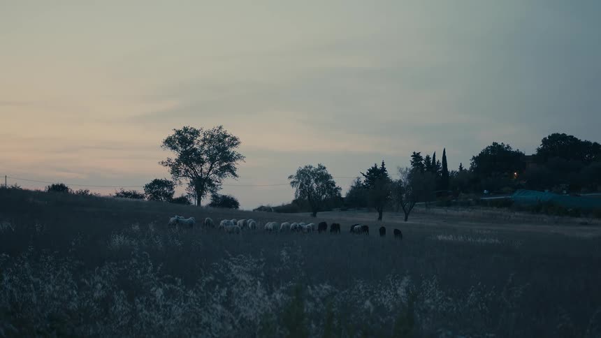 Flock of white and black sheep grazing on a field in the countryside at evening