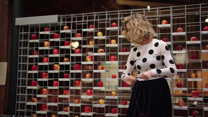 A woman is standing in front of a display of apples on shelves as she pulls a long cord to untangle it