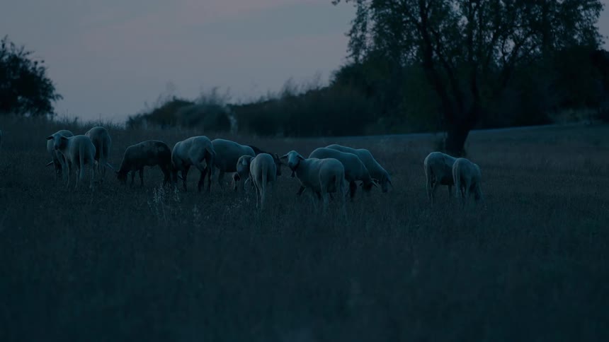 A herd of sheep are grazing on grass during sunset
