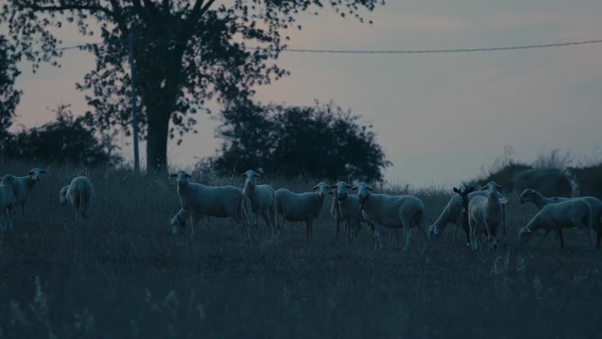 A group of sheep grazing on grass at dusk