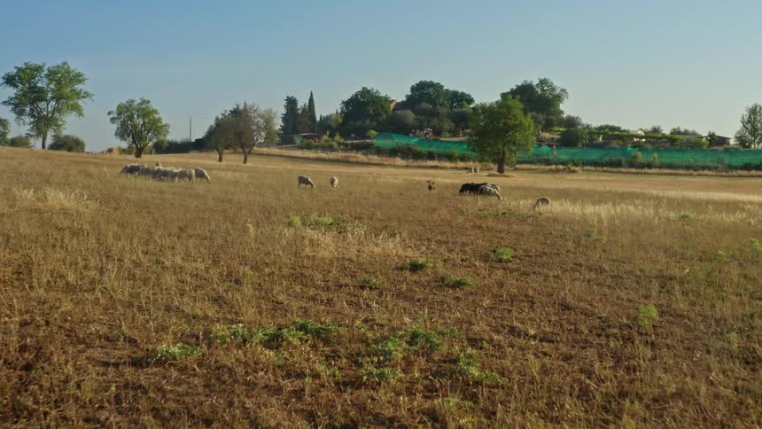 A bird flies above a herd of animals in a field