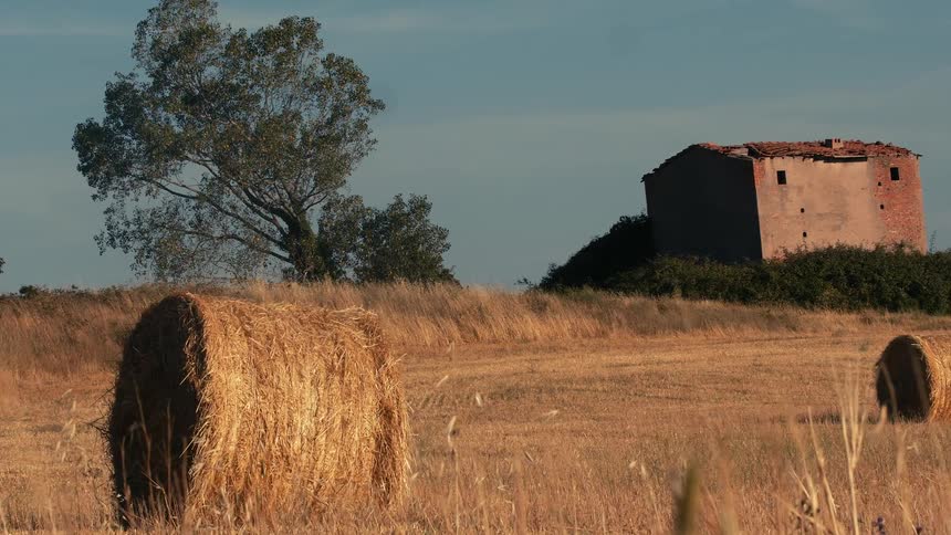 Round bales of hay sit in a field with a tree and an old building in the distance