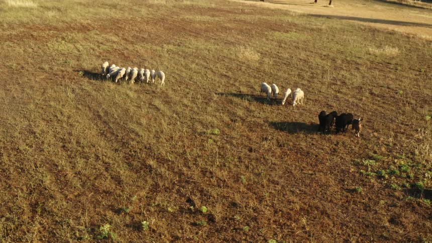 Herd of goats graze in small clusters in field
