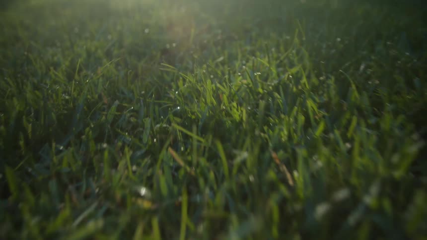 Sunlight is shining on the grassland field