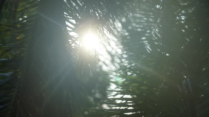 The view is of the forest area in the middle of the day time