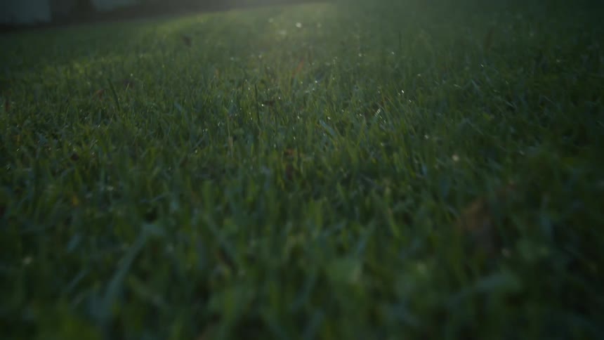 Close up of dew on grass