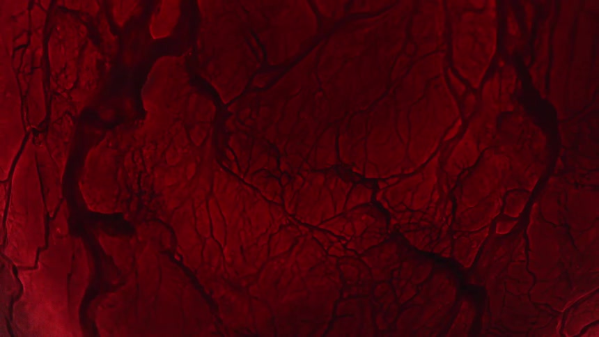 Close up look at a vein looking structure with moving liquid