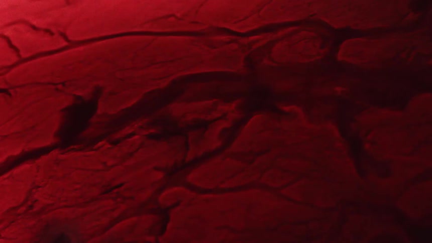 The liquid moves in the veins