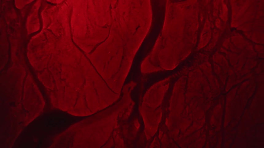 Fluid flows along veins and crevices in crimson mass reshaping it