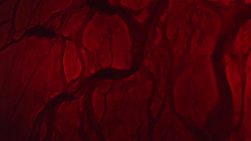 A highly magnified red powdery substance is shown with liquid moving through the cracks of it