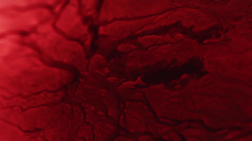 Close up of pulsing liquid creating veins on a dark red tissue