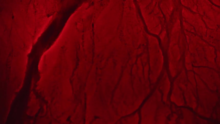 A view of blood flowing in veins