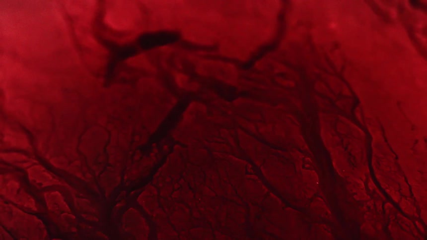 A view of blood flowing in veins