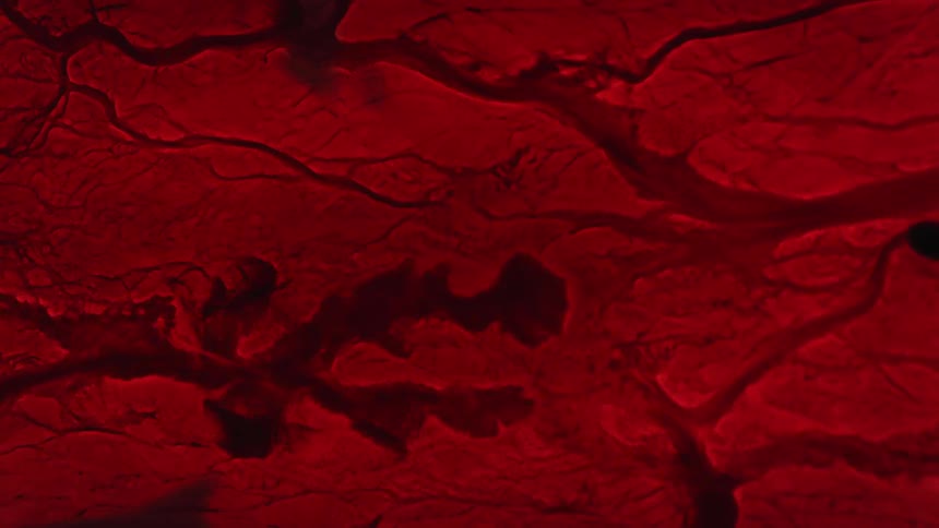 Veins run through a red fluid in a graphic design