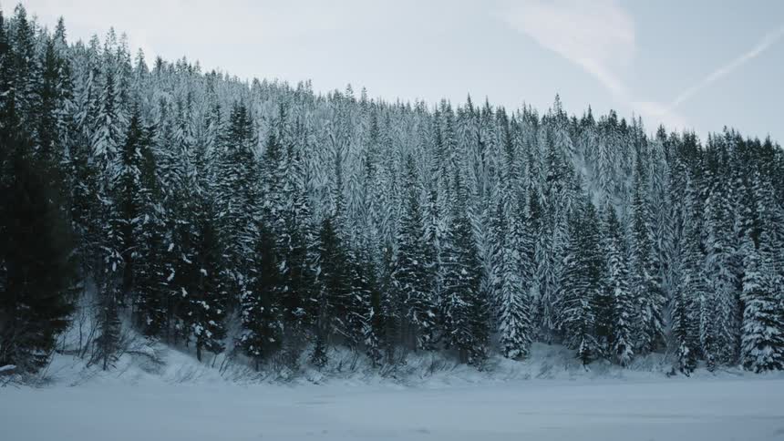 Forest covered in snow near a frozen lake