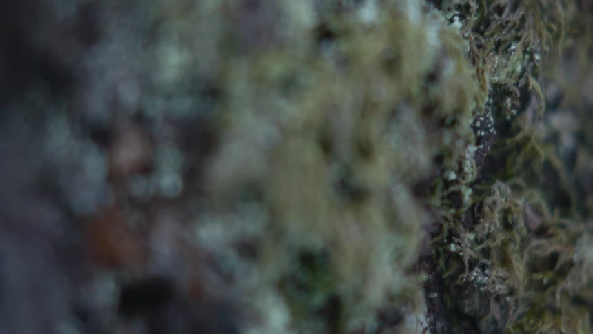 Close-up of moss growing on a tree