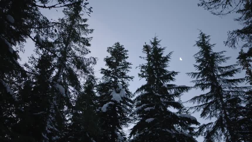 Landscape of snowy spruce trees against the sky at dusk
