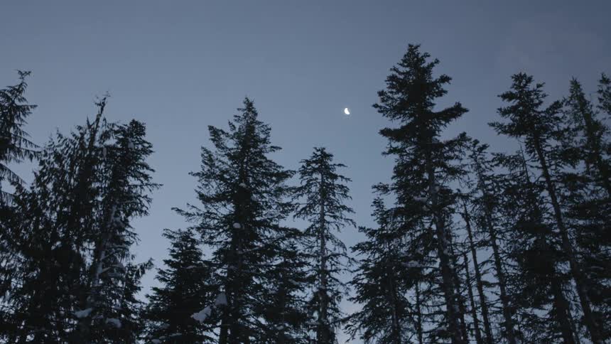 Landscape of tall pine trees at dawn with the moon