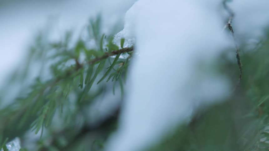 Close-up of a snow covered pine tree