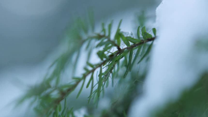 Snow covered pine tree branch outdoors in winter