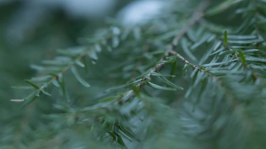 Close-up of pine tree branch covered in snow