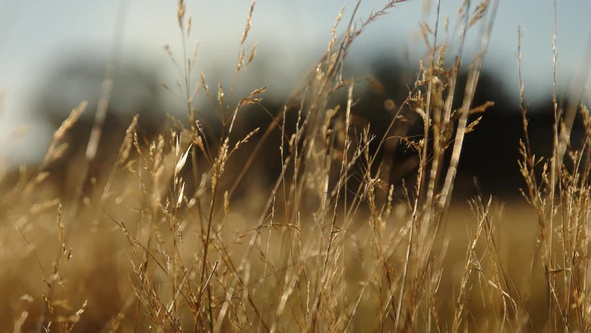 Some wheat is shown growing outside