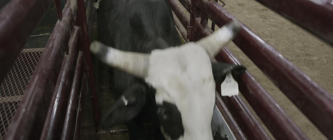 A bull walks through a fenced in area