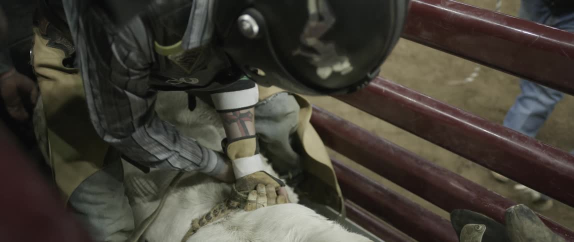 A cowboy ties his hand to a bull before ride at rodeo