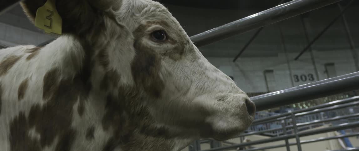 A bull is looking past the fence in front