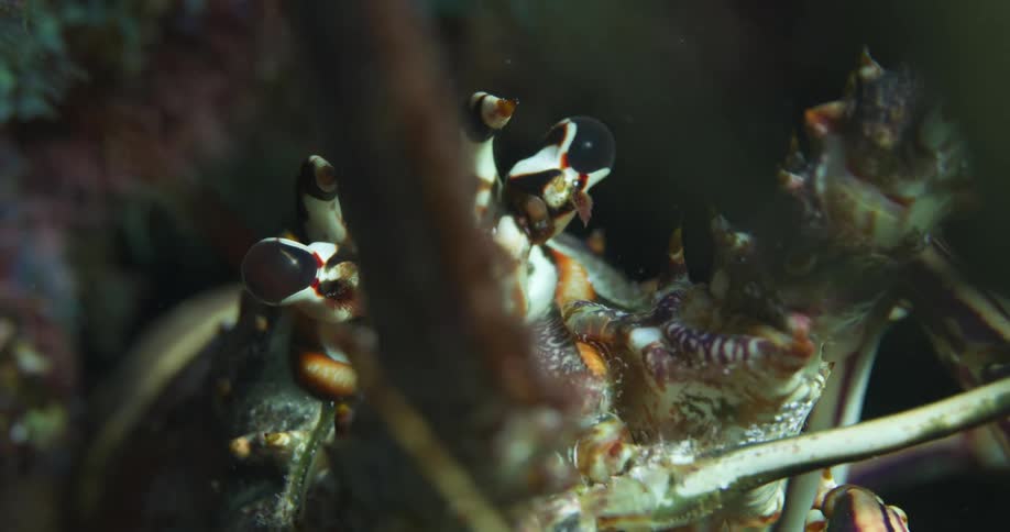 A snail moves its antennae around