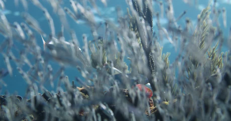 A school of fish swim underwater as larger fish swim around coral on the seabed