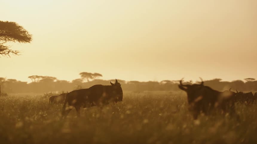 A view of wildebeest out in a field
