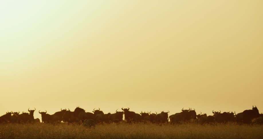A lion is walking near a herd at dusk