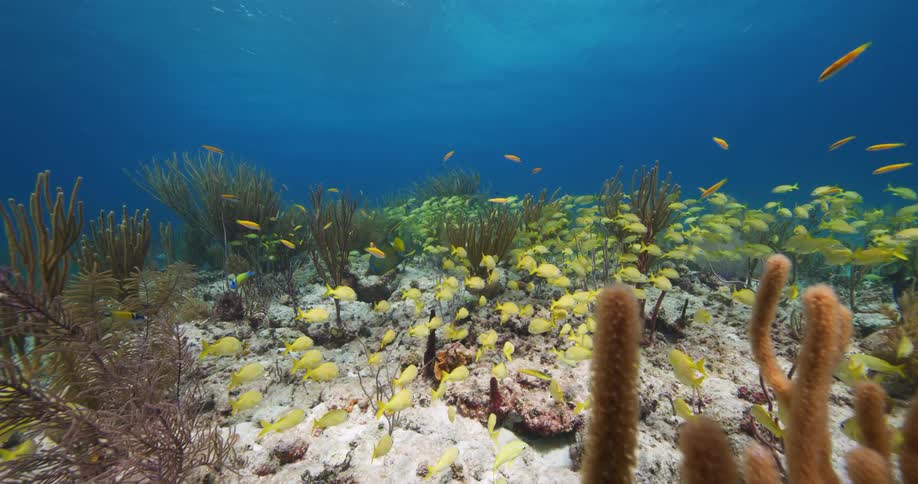 A school of fish swim near the bottom of the ocean